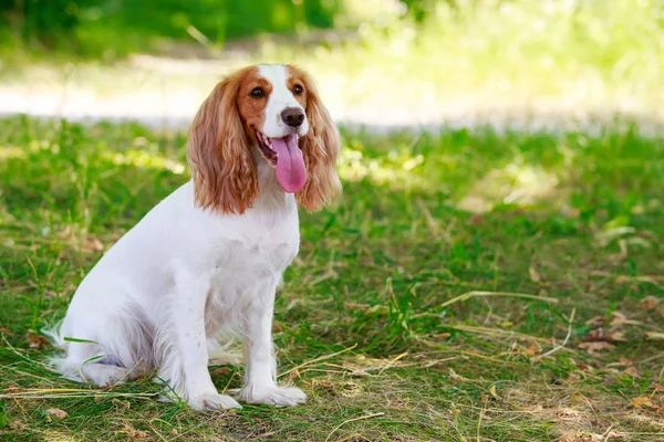 Köpek ırkı Rus av spaniel