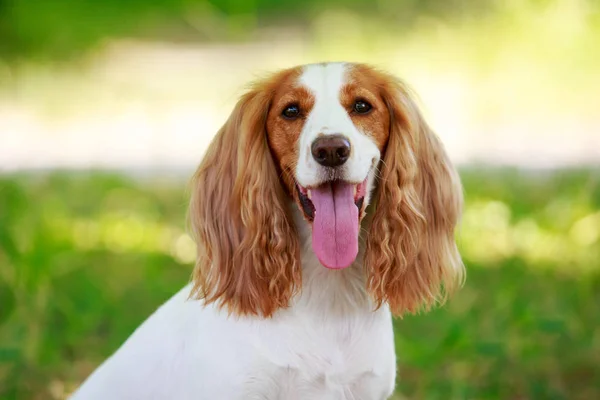 Dog breed Russian hunting spaniel — Stock Photo, Image