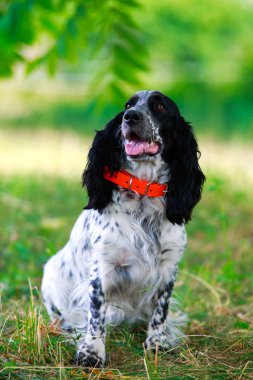 Köpek ırkı Rus av spaniel