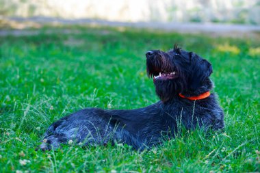 Köpek ırkı Drahthaar