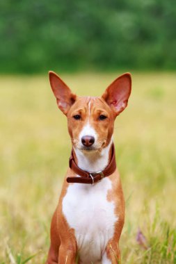 Köpek doğurmak alçaklık
