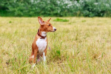 Köpek doğurmak alçaklık
