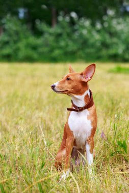 Köpek doğurmak alçaklık