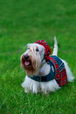 İskoç Terrier cins köpek