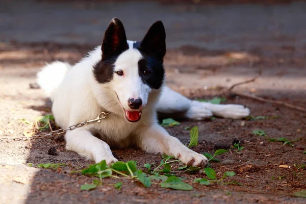 Race canine Yakut Laika — Photo