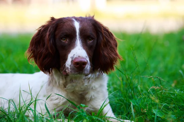 Порода собак English Springer Spaniel — стоковое фото