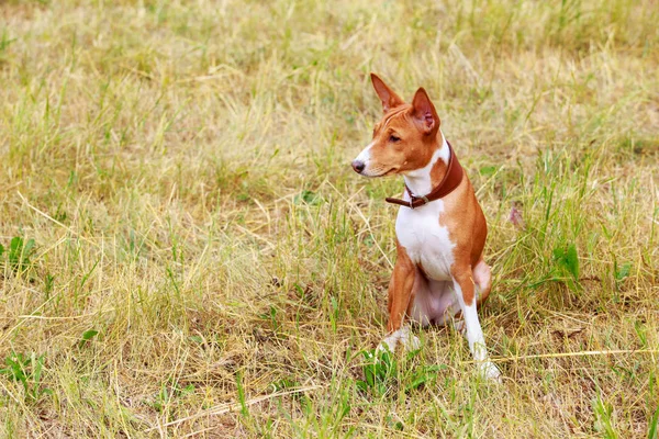 Pies rasy podłość — Zdjęcie stockowe