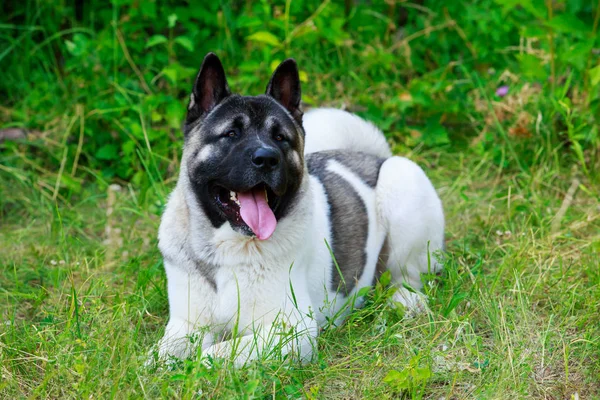 Raça cão Akita americano — Fotografia de Stock