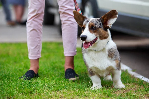 Dog breed Welsh Corgi Cardigan — Stock Photo, Image