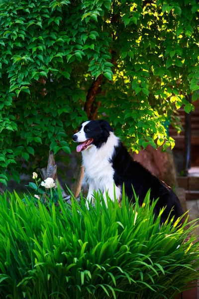 Dog Border Collie Assis Dans Jardin — Photo