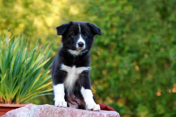 Pies rasy Border Collie — Zdjęcie stockowe