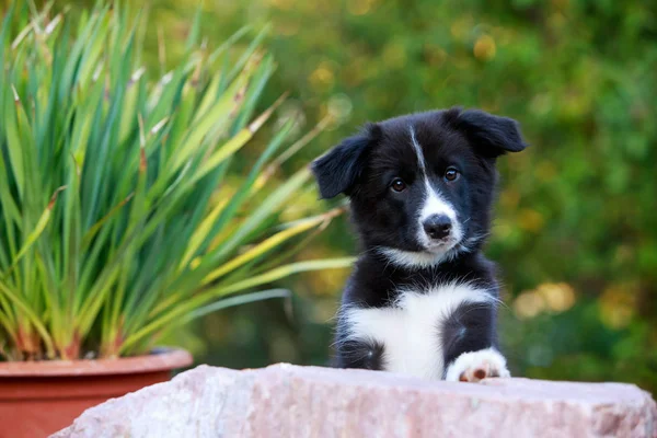 Pies rasy Border Collie — Zdjęcie stockowe