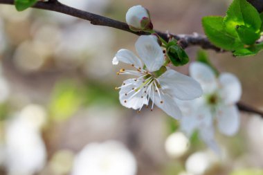 Bulanık bir arka planda güzel erik çiçekleri