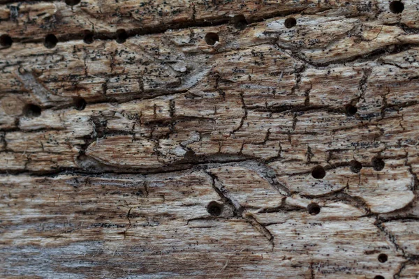 Texture Stricte Beau Fond Bois Avec Fissure — Photo