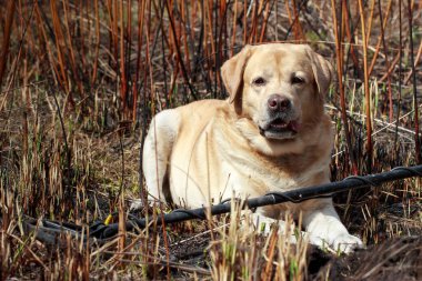 Köpek ırkı Labrador Retriever parkta yatıyor.