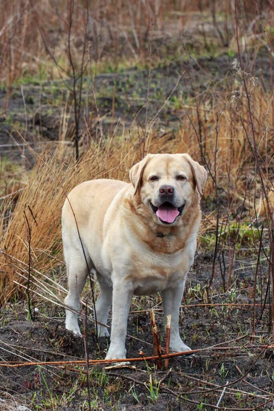 Chien Race Labrador Récupérateur Dans Parc — Photo