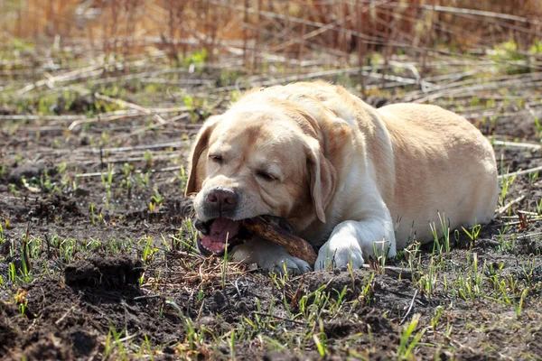 Dog Breed Labrador Retriever Nibbles Stick — Stock Photo, Image