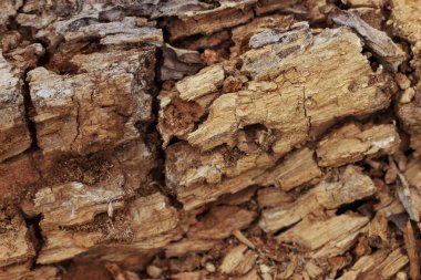 Katı doku, güzel ahşap zemin ve çatlak.