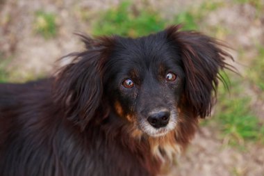 Köpek cinsi dachshund Açık havada yakın