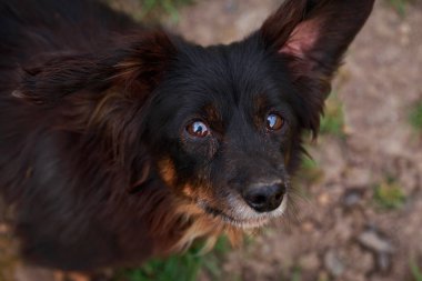 Köpek cinsi dachshund Açık havada yakın