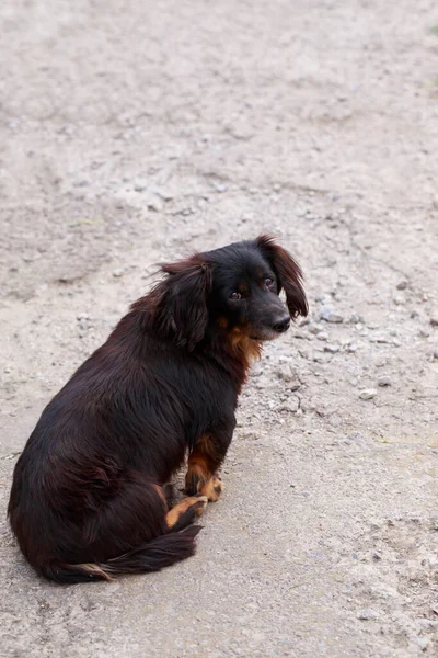 Собаки Разводят Таксу Открытом Воздухе — стоковое фото