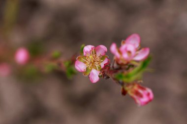 Bulanık bir arkaplanda güzel bir şeftali çiçeği