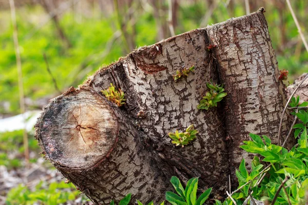 Tocón Madera Cerca Parque — Foto de Stock