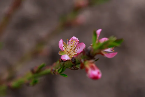 Bellissimo Fiore Pesca Uno Sfondo Sfocato — Foto Stock