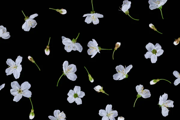 Belles Fleurs Cerisier Sur Fond Noir — Photo
