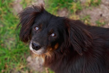 Köpek cinsi dachshund Açık havada yakın