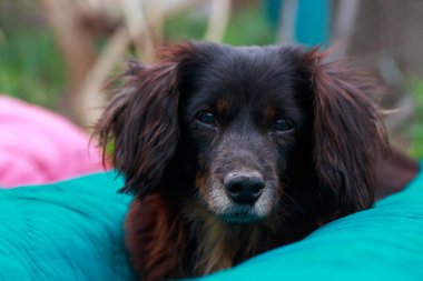 Köpek, battaniyeye uzanmış siyah bir dachshund yetiştirir.