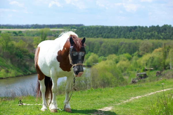 Beautiful big horse grazes in the meadow