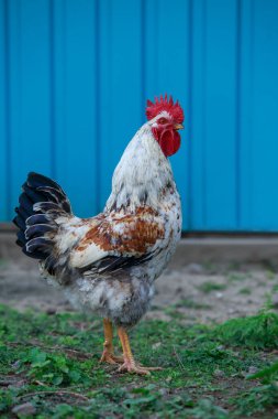 Büyük, güzel, yakın çekim caddelerde yürüyor.