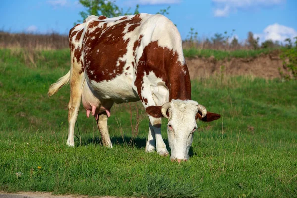 Корова Пасется Зеленом Лугу — стоковое фото