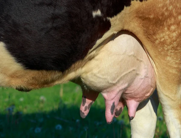 Udder Krowy Wypełnionej Mlekiem — Zdjęcie stockowe