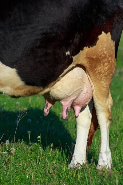 Pis Une Vache Remplie Lait — Photo