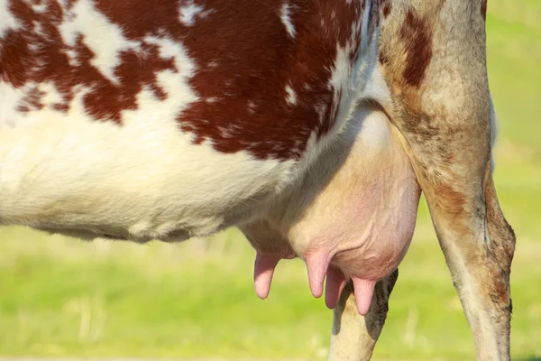 Uier Van Een Koe Gevuld Met Melk — Stockfoto