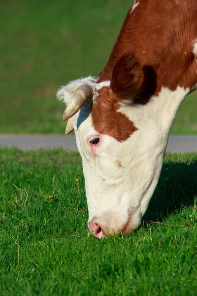 Vache Broute Dans Une Prairie Verte — Photo