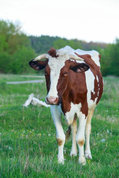 Vache Broute Dans Une Prairie Verte — Photo