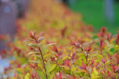 Böğürtlen çalılarının güzel parlak arka planı