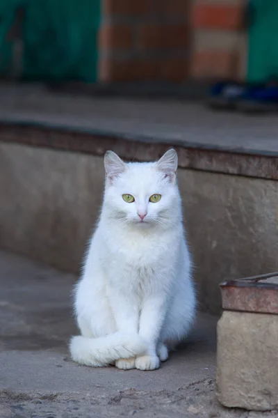 Gato Branco Livre Close — Fotografia de Stock