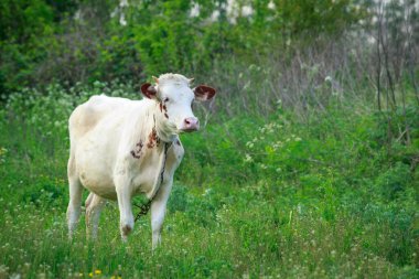 Genç buzağı yeşil bir çayırda otluyor.