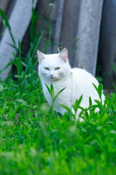 Gato Branco Livre Close — Fotografia de Stock