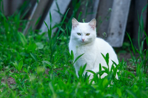 Bílá Kočka Čerstvém Vzduchu Zblízka — Stock fotografie
