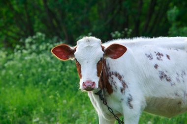Genç buzağı yeşil bir çayırda otluyor.