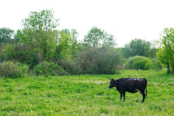 Vache Broute Dans Une Prairie Verte — Photo