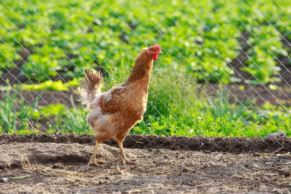 Cerca Hermosos Paseos Pollo Calle — Foto de Stock