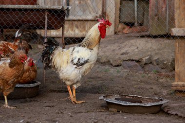 Büyük, güzel, yakın çekim caddelerde yürüyor.