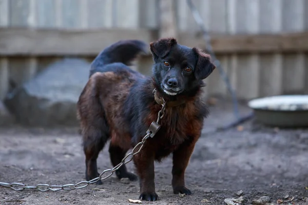 Pequeno Cão Preto Livre Pátio — Fotografia de Stock