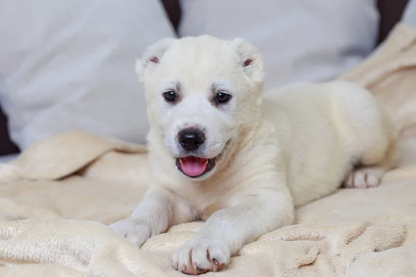 Pequeño Cachorro Raza Alabai Sofá — Foto de Stock